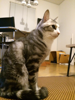 image-20131201191807.png