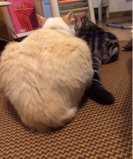 image-20140130204916.png