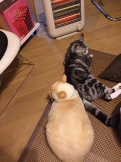 image-20140130204923.png